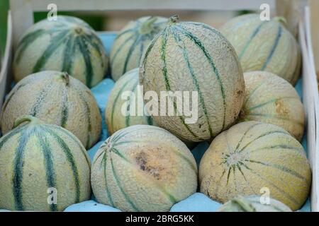 Eine Kiste voller Charentais-Melonen (eine lokale Spezialität) auf einem Marktstand in Saint-Palais-sur-Mer, Charente-Maritime, an der Südwestküste Frankreichs Stockfoto