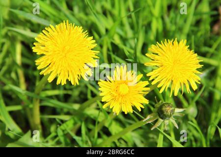 Leuchtend gelbe Blüten Löwenzahn in grünem Gras. Taraxacum Nahaufnahme Stock Foto. Frische, festliche Sommer- und Frühlingsstimmung Stockfoto