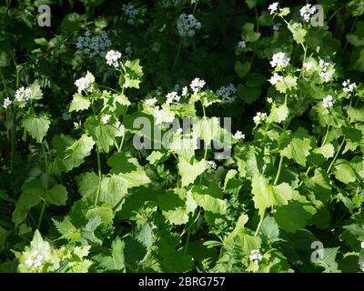 Knoblauchsenf (Alliaria petiolata); blühend Stockfoto