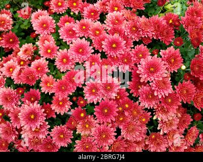 Schöne blühende Chrysanthemum auf einem Blumenbeet. Nahaufnahme Hintergrund. Herbstblumen. Stockfoto
