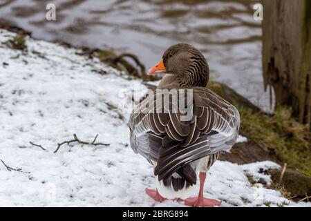 Nahaufnahme einer Ente am Ufer der Glan in Meisenheim Stockfoto