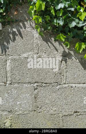 Klettereifeu / Efeu - Hedera Helix im Sonnenschein wächst auf der Seite einer Ziegelwand. Konzept schleichende Efeu, sonnige Sommertage, Hof. Stockfoto