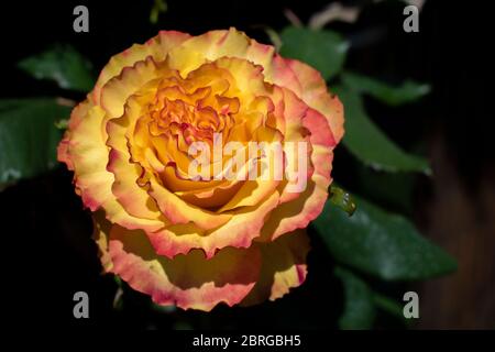 Tequila Sunrise Rose eine schöne große blühende Hybrid-Teerose mit ungewöhnlichen Blüten von leuchtend goldgelb umrandetem Scharlach in voller Blüte. Stockfoto