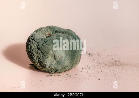 Verrottete Mandarine. Verdorbene Mandarine mit grünem Schimmel und Pilz auf korallenfarbenem Hintergrund. Stockfoto