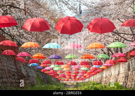 Schöne lebendige Dekoration mit Regenschirmen im Yeojwacheon Stream während Kirschblütenfest in Jinhae, Changwon Stockfoto