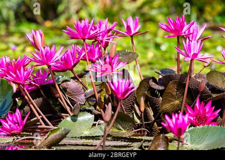 Blauer Lotus oder Rote Wasserlilie, (Nymphaea nouchali) ist die nationale Blume von Sri Lanka, Fluss Nilwala, Matara, Sri Lanka. Stockfoto