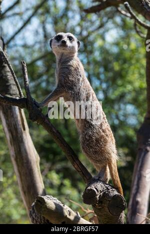 Meercat an der Zweigstelle im Wachdienst, Zoo, england, großbritannien Stockfoto