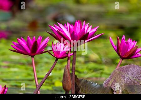 Blauer Lotus oder Rote Wasserlilie, (Nymphaea nouchali) ist die nationale Blume von Sri Lanka, Fluss Nilwala, Matara, Sri Lanka. Stockfoto