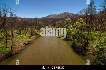 Verbrannte Vegetation nach dem Carr Wildfire 2018 im Norden Kaliforniens Stockfoto