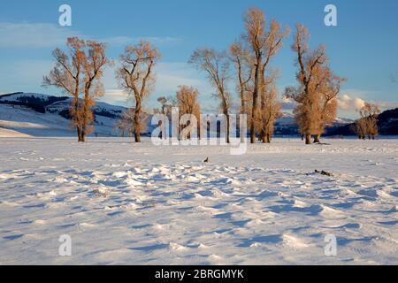 WY04561-00...WYOMING - Cottonwood Bäume im schneebedeckten Lamar Valley, wenn die Sonne über die Hügel des Yellowstone National Park absinkt. Stockfoto