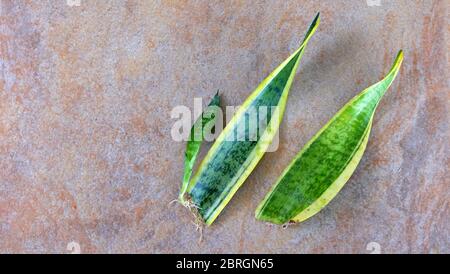 Zwei Blatt Stecklinge von Schlangenpflanze, mit jungen neuen Triebe wachsen aus einem der Blätter. Stockfoto