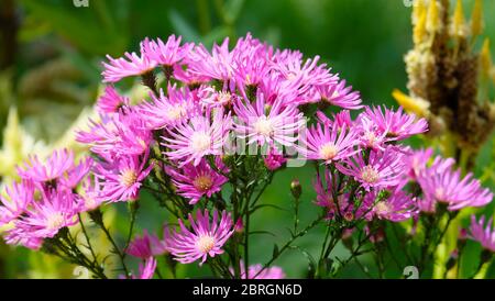 Nahaufnahme der lila Aster Blume in voller Blüte. Stockfoto