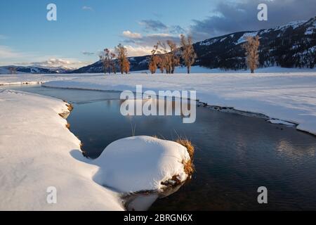 WY04562-00...WYOMING - Cottonwood Bäume und ein kleiner Bach im schneebedeckten Lamar Valley, während die Sonne über den Hügeln des Yellowstone National abgeht Stockfoto