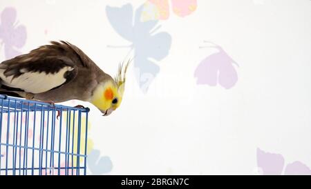 Ein grauer Nymphensittich mit roter Wange, der auf seinem Käfig steht, mit dem Körper nach rechts. Stockfoto