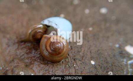 Nahaufnahme von zwei Gartenschnecken, die in eine blaue Eierschale auf einer Steinoberfläche kriechen. Stockfoto