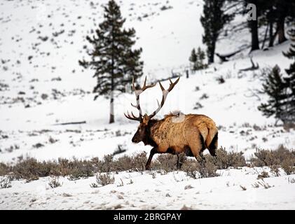 WY04570-00...WYOMING - Bullenelche, die eine schneebedeckte Wiese entlang der Grand Loop Road im Yellowstone Nationalpark überqueren. Stockfoto