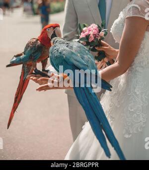 Ein Mann und eine Frau halten zwei Aras in ihren Armen Stockfoto