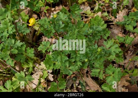 Ranunculus bulbosus gelbe Blüten und strukturierte Blätter Stockfoto