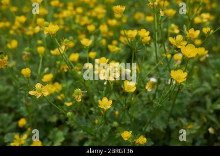 Ranunculus bulbosus gelbe Blüten und strukturierte Blätter Stockfoto