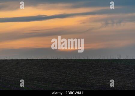Ein Bauernfeld mit Mais beginnt, im Abendlicht zu wachsen Stockfoto