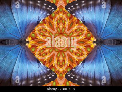 Butterfly Mandala - zwei blaue Schmetterlinge treffen sich für ein Liebespaar und einen Vorgeschmack auf den Bernstein-Nektar im Sunflower Mandala. Shhh... Stockfoto