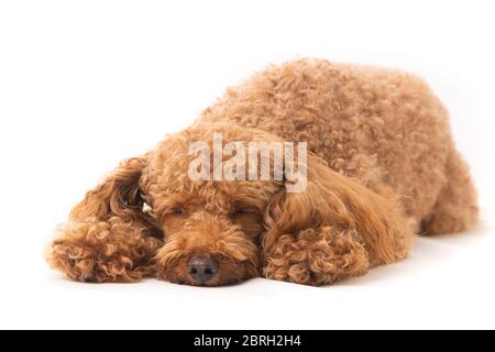 Aprikosenpudel, isoliert auf weißem Hintergrund. Kleiner Hund schläft Stockfoto