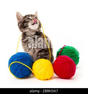 Kätzchen mit Kugeln von Threads. kleines Kätzchen auf weißem Hintergrund. Stockfoto