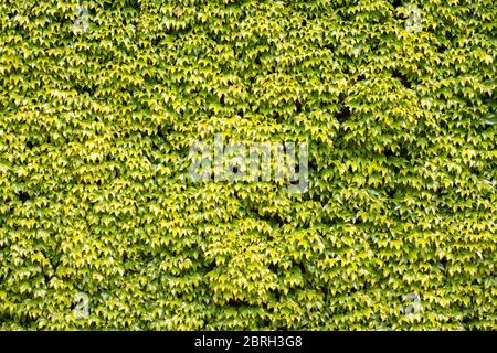 Grüner Efeu-Hintergrund mit großen Blättern, die aufwachsen und eine Wand bedecken Stockfoto