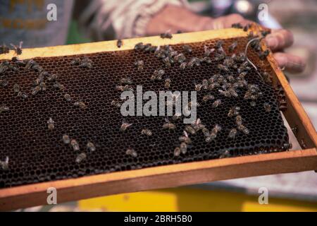 Nahaufnahme von Imkern, die auf einem Bienenstock auf der Honigfarm arbeiten Stockfoto