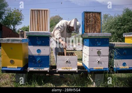 Belgrad, Serbien, 10. Mai 2020: Imker, der auf einem Bienenstock auf der Honigfarm arbeitet Stockfoto