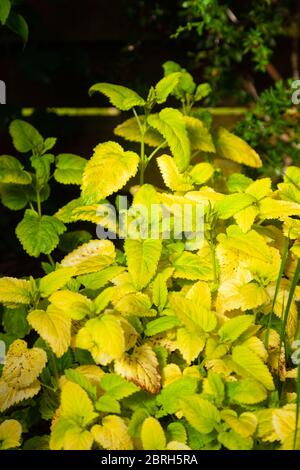 Hellgelbe Blätter des Zitronenbalsams 'All Gold' (Melissa officinalis 'All Gold') Stockfoto