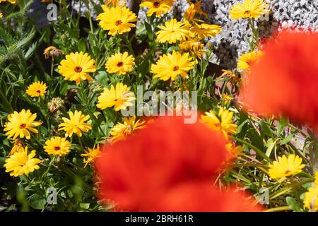 Die Ringelblume (Calendula officinalis) aus dem Fokus heraus roter Mohn im Vordergrund. Stockfoto