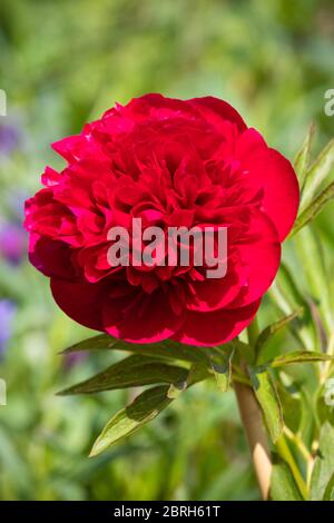 Die Pfingstrose oder Pfingstrose ist eine blühende Pflanze der Gattung Paeonia Stockfoto