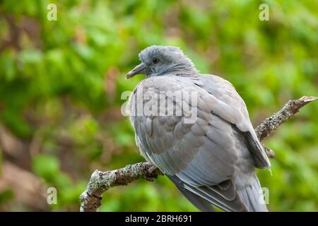 Nahaufnahme einer kleinen Holztaube (Columba palumbus) Stockfoto