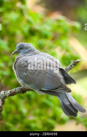 Nahaufnahme einer kleinen Holztaube (Columba palumbus) Stockfoto