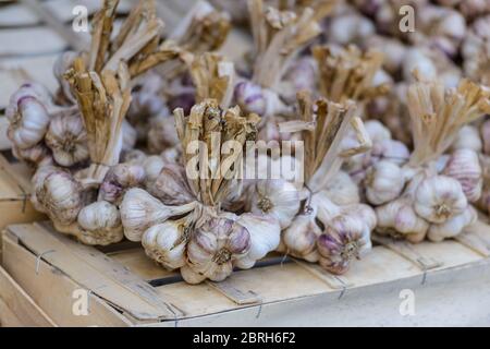 Trauben von purpurem Knoblauch, die auf einem Marktstand in Saint-Palais-sur-Mer, Charente-Maritime, an der Südwestküste Frankreichs, ordentlich angeordnet sind. Stockfoto