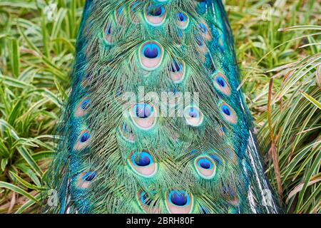 Nacktschmuck der indischen Pfauzen (Pavo cristatus) Stockfoto