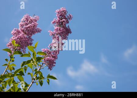 Zwei hohe Zweige eines frisch blühenden Flieders gegen den blauen Himmel, Kopierraum. Stockfoto