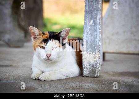 Schöne dreifarbige Katze schläft auf dem Boden und bedeckt ein Auge. Stockfoto