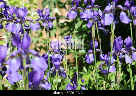 Blaue Iris versicolor wächst in UK Garten Stockfoto