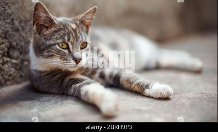 Schöne aschgraue Katze entspannen Sie auf dem Steinboden draußen. Stockfoto