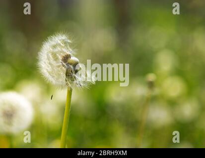 Löwenzahn-Samenschote in einem natürlichen Hintergrund. Weißer, flauschiger Löwenzahn. Stockfoto