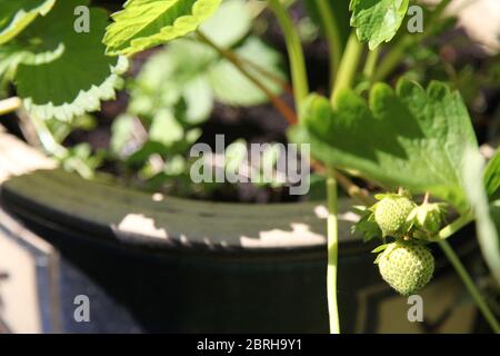 Unreife weiße Erdbeeren (Fragaria × ananassa) auf Reben, Cambridge Favorite Stockfoto