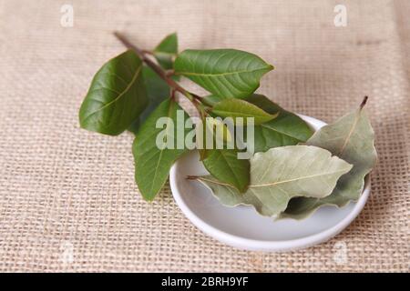 Lorbeerblatt Kraut, frische Lorbeerblatt vom Baum und getrocknetes Lorbeerblatt in einer Schüssel Stockfoto