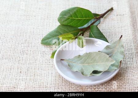 Lorbeerblatt Kraut, frische Lorbeerblatt vom Baum und getrocknetes Lorbeerblatt in einer Schüssel Stockfoto