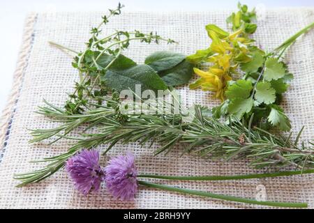 Sammlung von Garten mehrjährige Kräuter aus dem UK Gartenzuteilung, verschiedene frische Trauben, Stiele Stockfoto