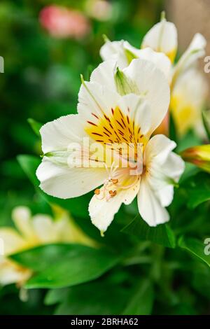 Weiße peruanische Lilie (Alstroemeria), blühend mit grünem Vegetationshintergrund Stockfoto
