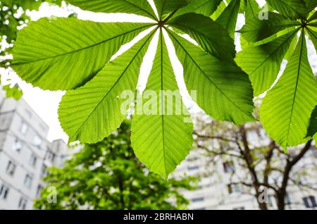 Abstraktes Bild von grünen Kastanienblättern in Sonnenstrahlen. Aesculus hippocastanum Blatt im Frühjahr.Selektiver Fokus, verschwommener Hintergrund Stockfoto