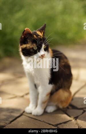 Niedliche dreifarbige Katze mit flauschigen langen Vibrissa oder Schnurrbart sitzt in Stockfoto