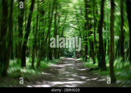 Ein kreisförmiges Unschärffoto eines grünen Waldweges Stockfoto